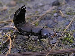 Photo example of a Rove Beetle with its abdomen curled upwards