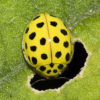 Photo of a less recognizable ladybug that is bright yellow and covered in many, tiny black spots, Psyllobora vigintiduopunctata
