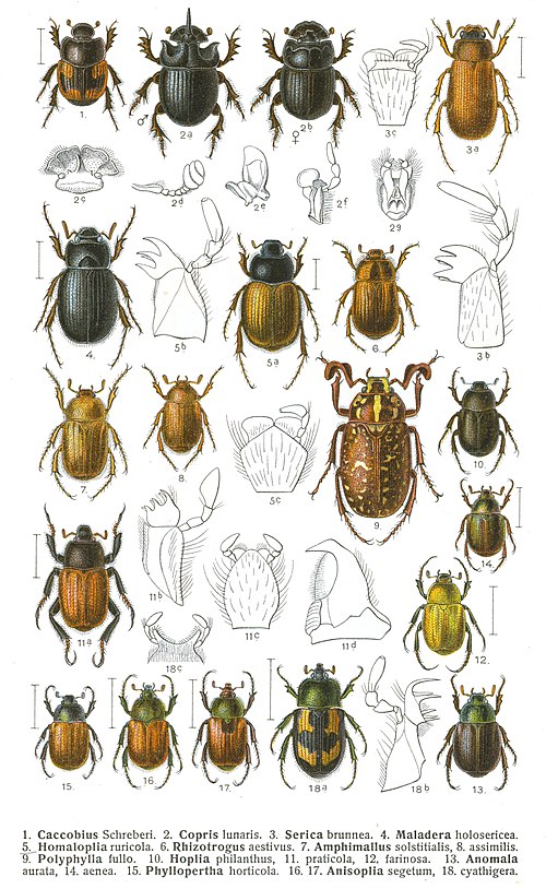 Diagram Displaying many examples of scarab Beetle species