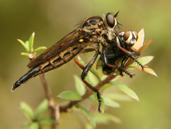 Photo of a robber fly holding another insects in its mouth