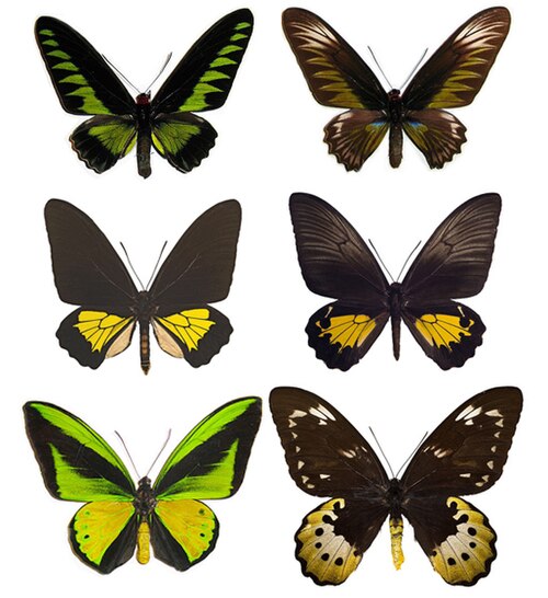 Examples of Birdwing Butterflies