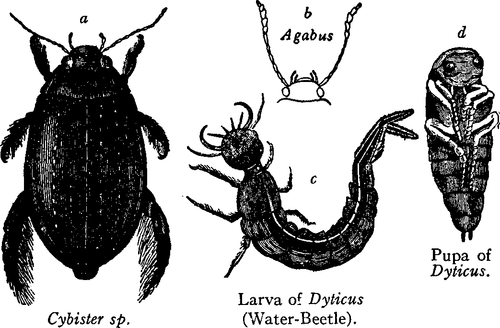 Diagram drawing of a water beetle in all stages of life