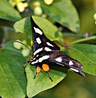 Photo of an Eight Spotted forester Moth, family Noctuidae.
