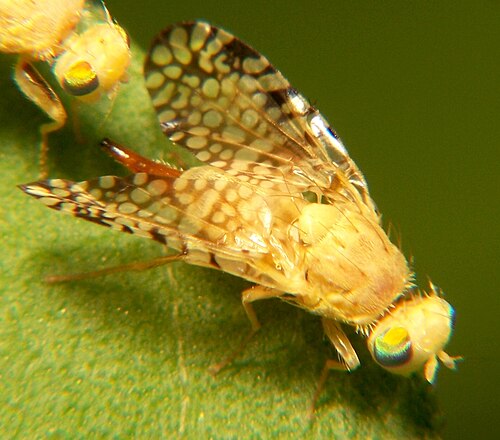 Photo of a large fruit fly, Euaresta aequalis