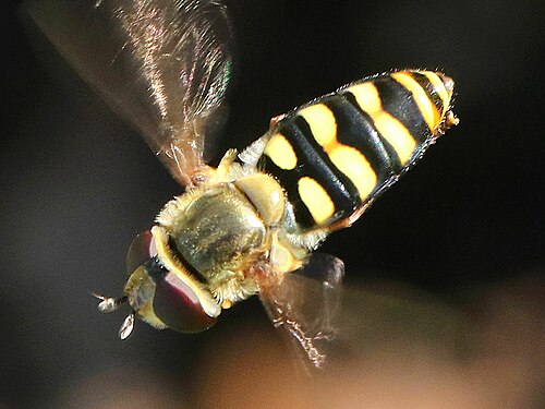 Photo of a female hoverfly mid flight, Eupeodes fumipennis