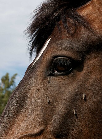 Photo of Horse flies feeding on a horse's head