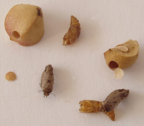 Photo of a dissected jumping bean, showing the larva that was inside.