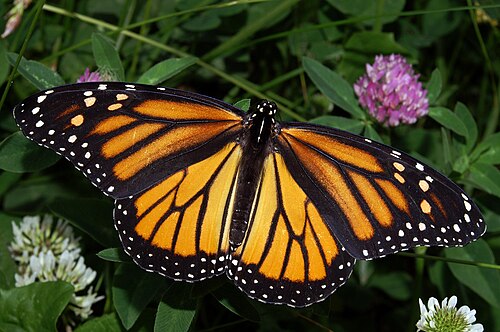 Photo of a female monarch Butterfly