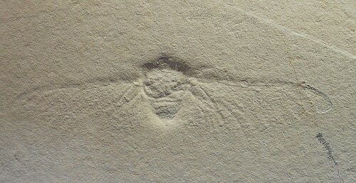 A Photo a giant cicada fossil from Germany, Prolystra lithographica