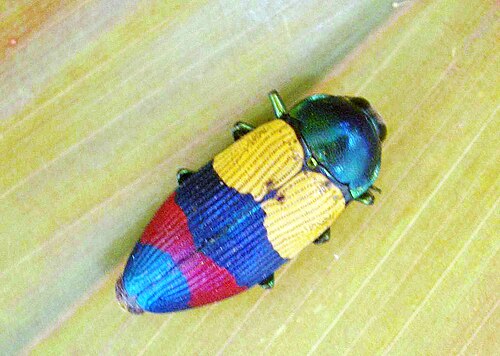 Photo of a Jewel Beetle species from Australia