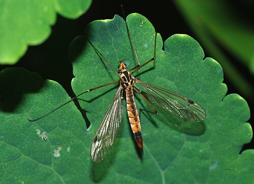 Photo of a Cranefly on a leaf, Nephrotoma appendiculata
