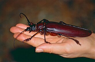 Photo of a Titan Beetle on the hand of a person