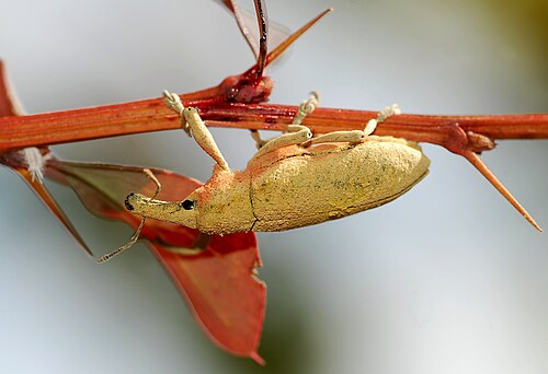 photo of a Weevil, Lixus pulverulentus