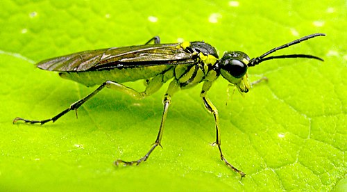 Close up of a Sawfly on a leaf.