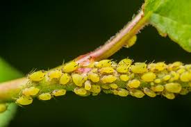 Photo of a group of Aphids on a stem