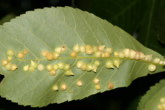 Photo of galls in a Hickory Leaf caused by Gall Midges