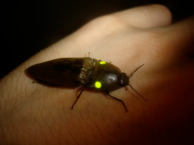 Photo of a Bioluminescent Click Beetle