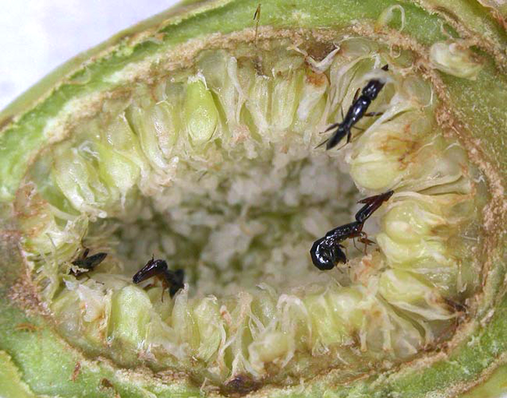 Cross section of a fig fruit with Fig Wasps laying larvae inside