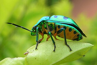 Photo of a Lychee Shield Bug, Chrysocoris Stolli